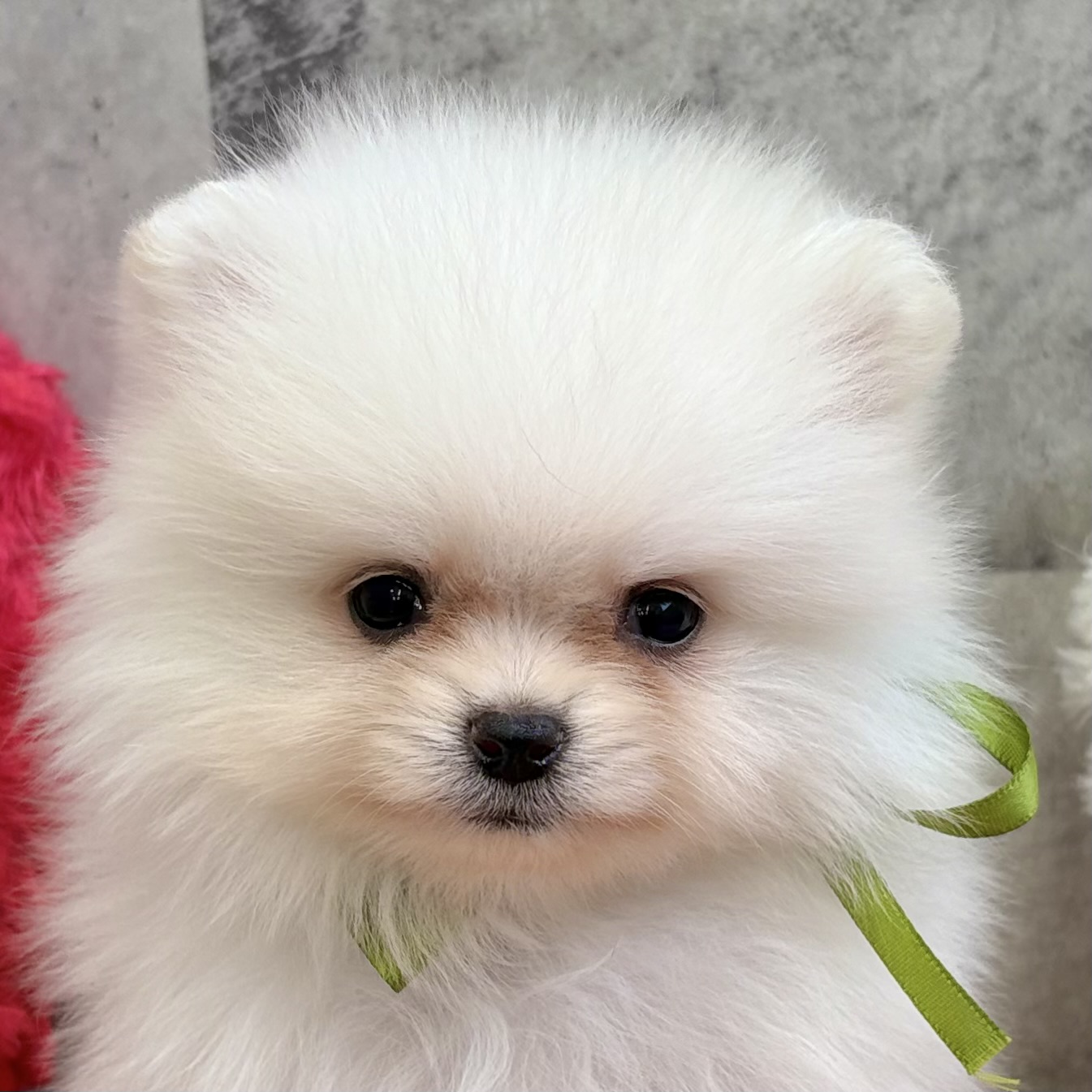 ポメラニアン女の子の写真