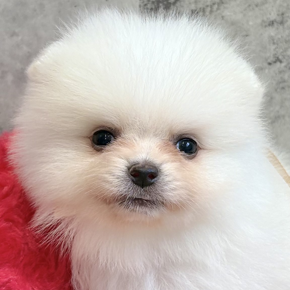 ポメラニアン男の子の写真
