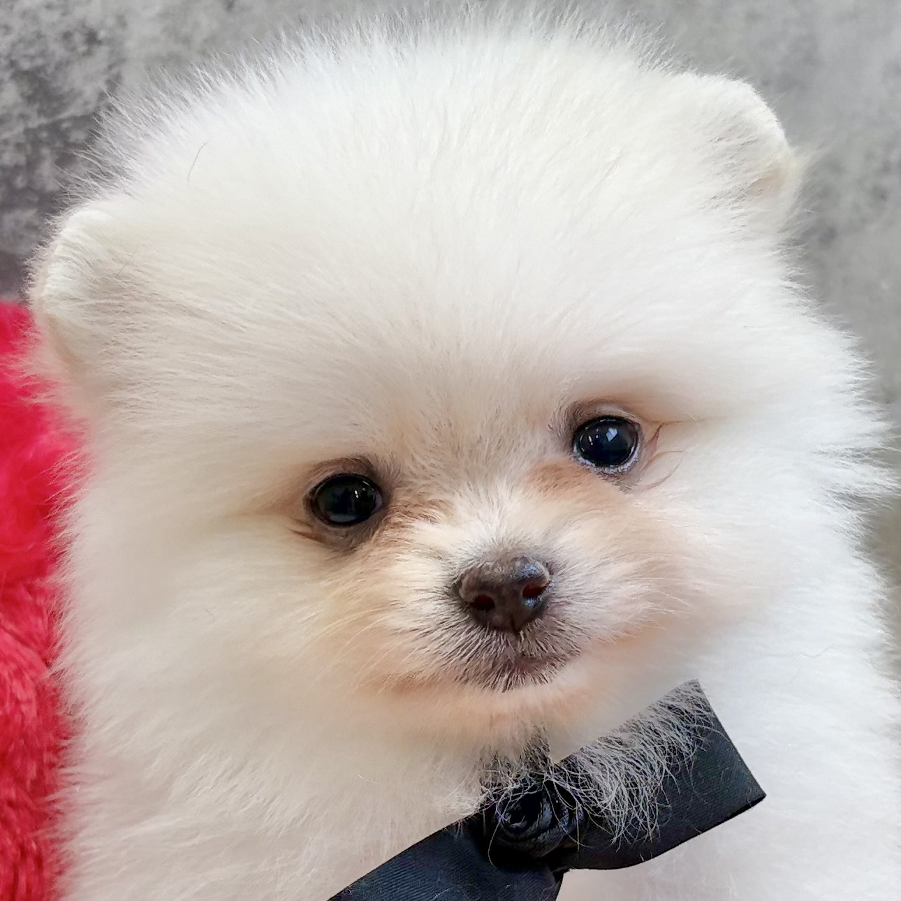 ポメラニアン女の子の写真