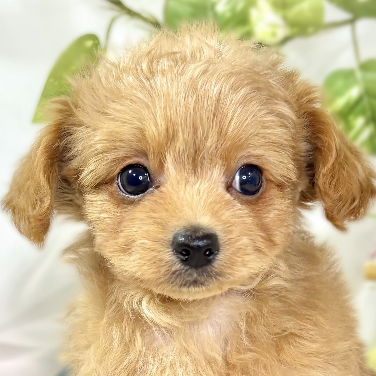 ハーフ犬男の子の写真