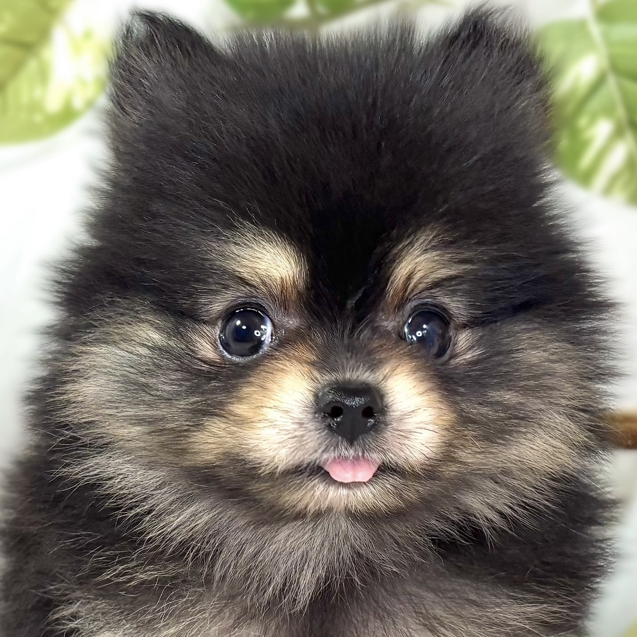 ポメラニアン女の子の写真