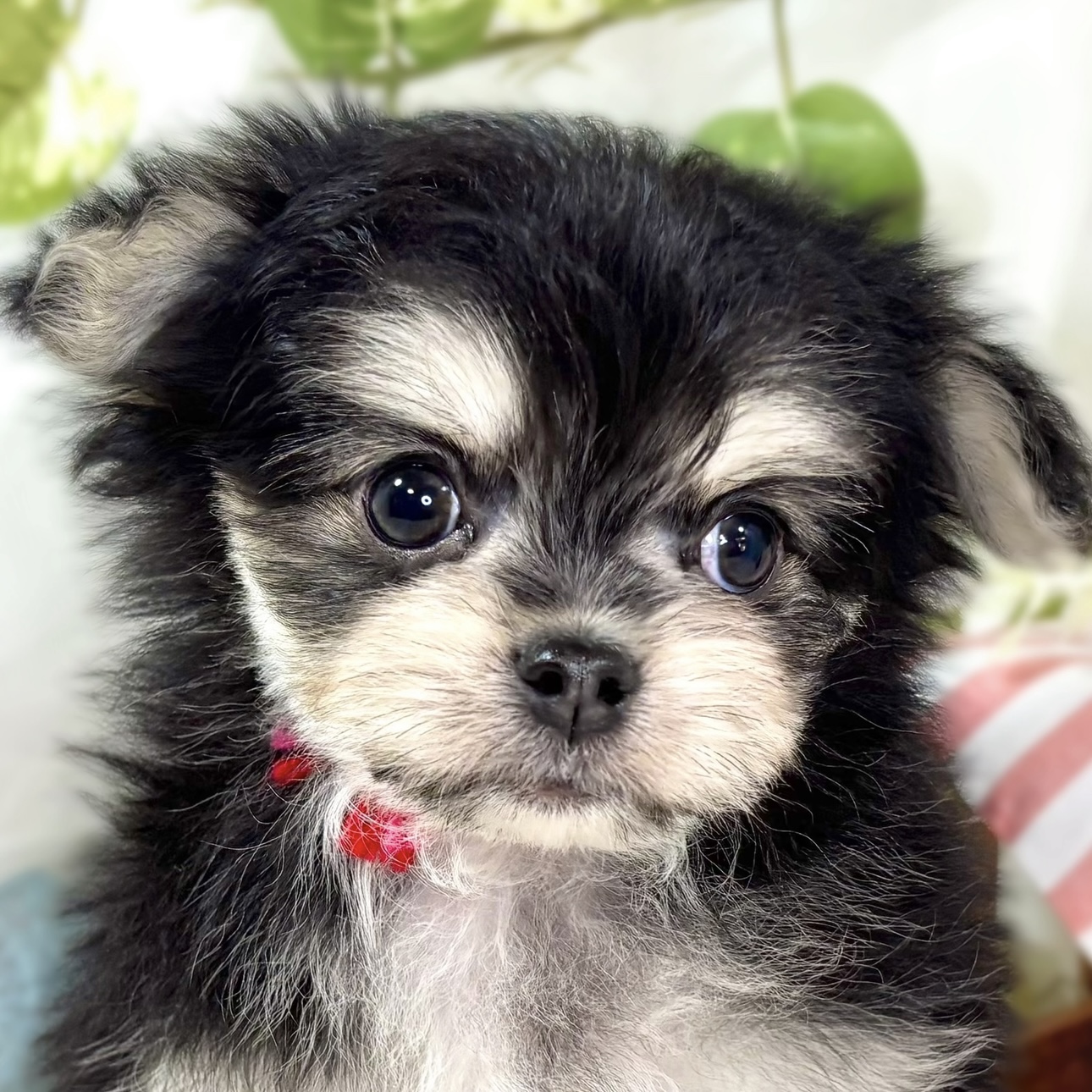 ハーフ犬男の子の写真