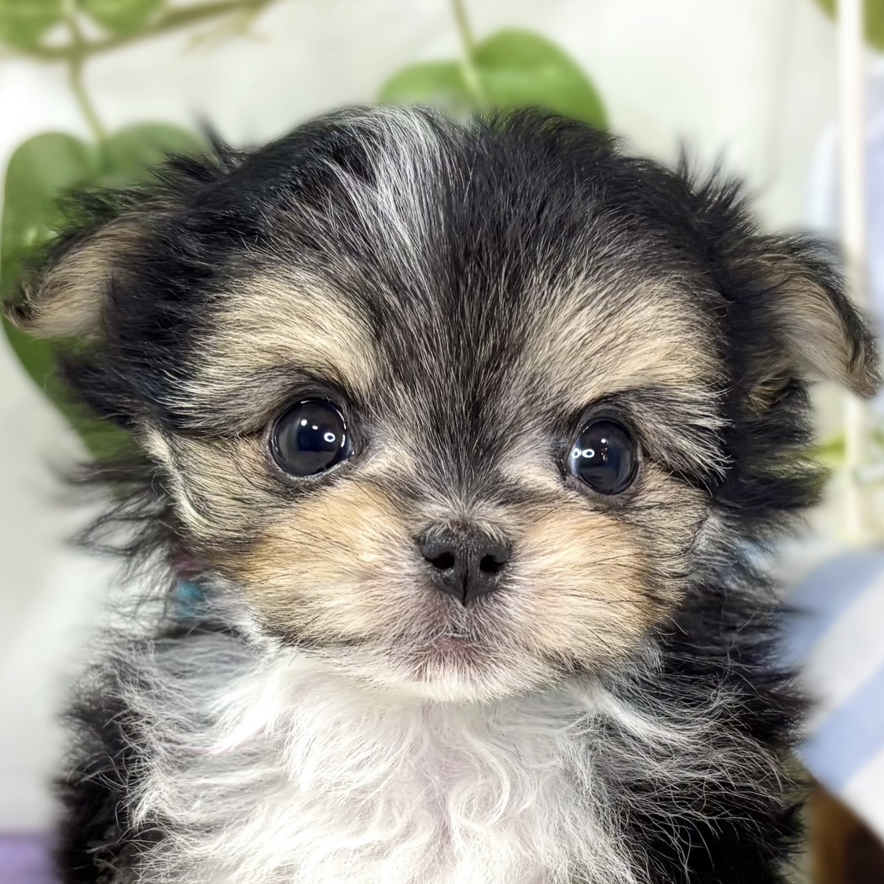 ハーフ犬男の子の写真