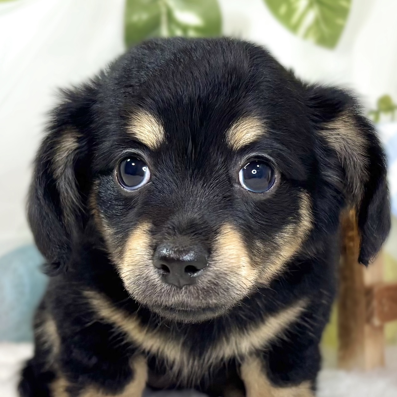 ハーフ犬女の子の写真