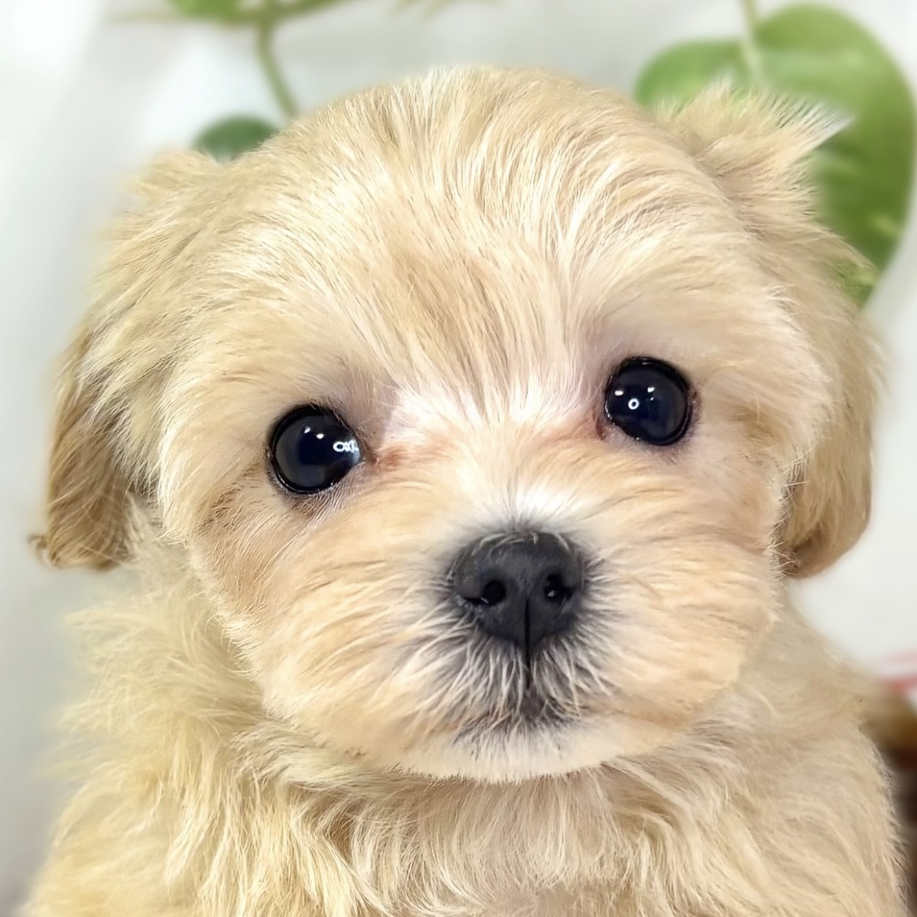 ハーフ犬女の子の写真