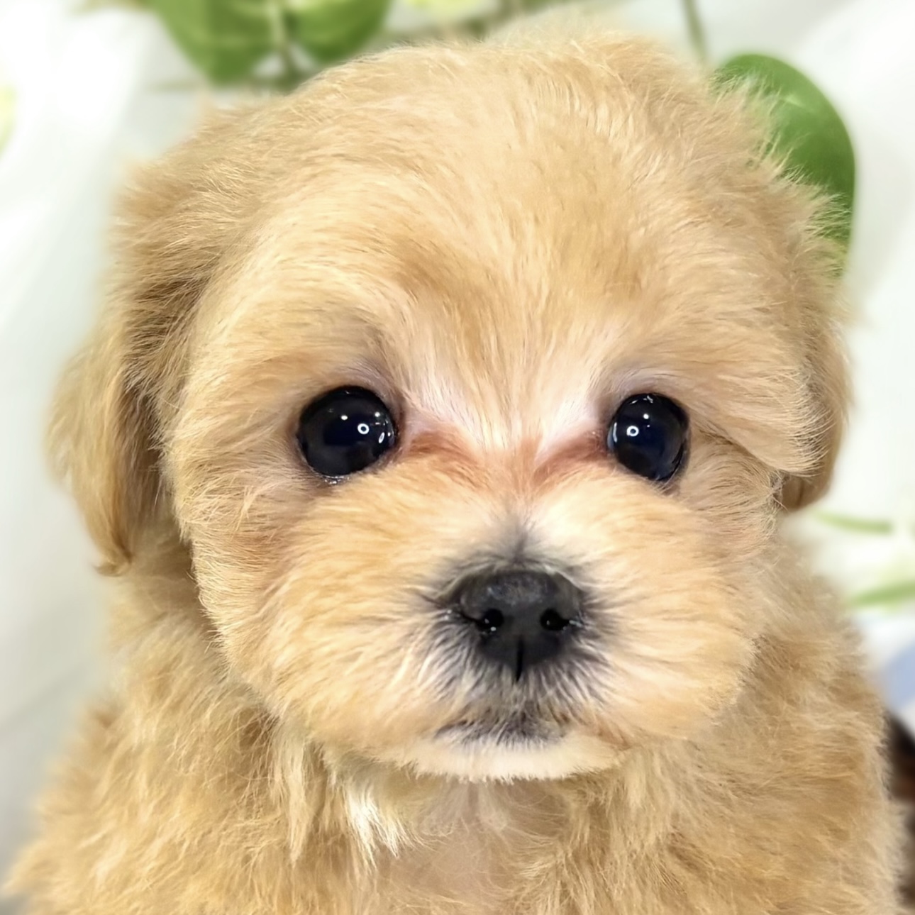 ハーフ犬男の子の写真