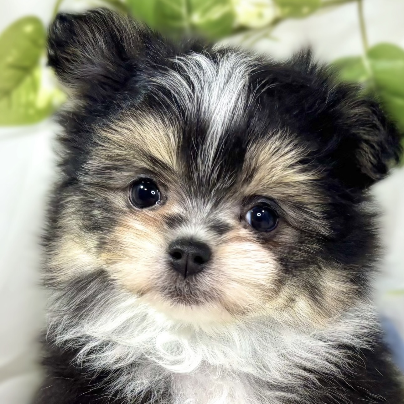 ハーフ犬男の子の写真