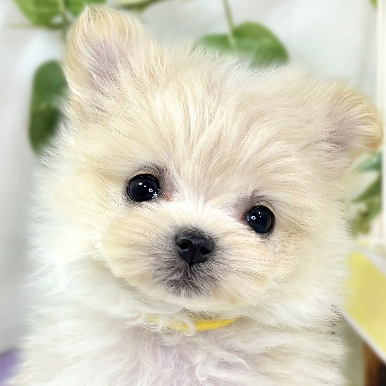 ハーフ犬女の子の写真