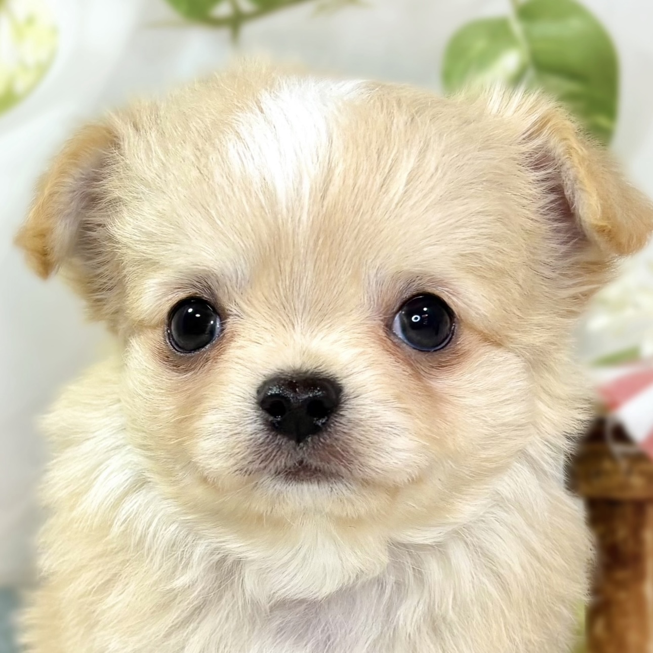 チワワ（ロング）男の子の写真