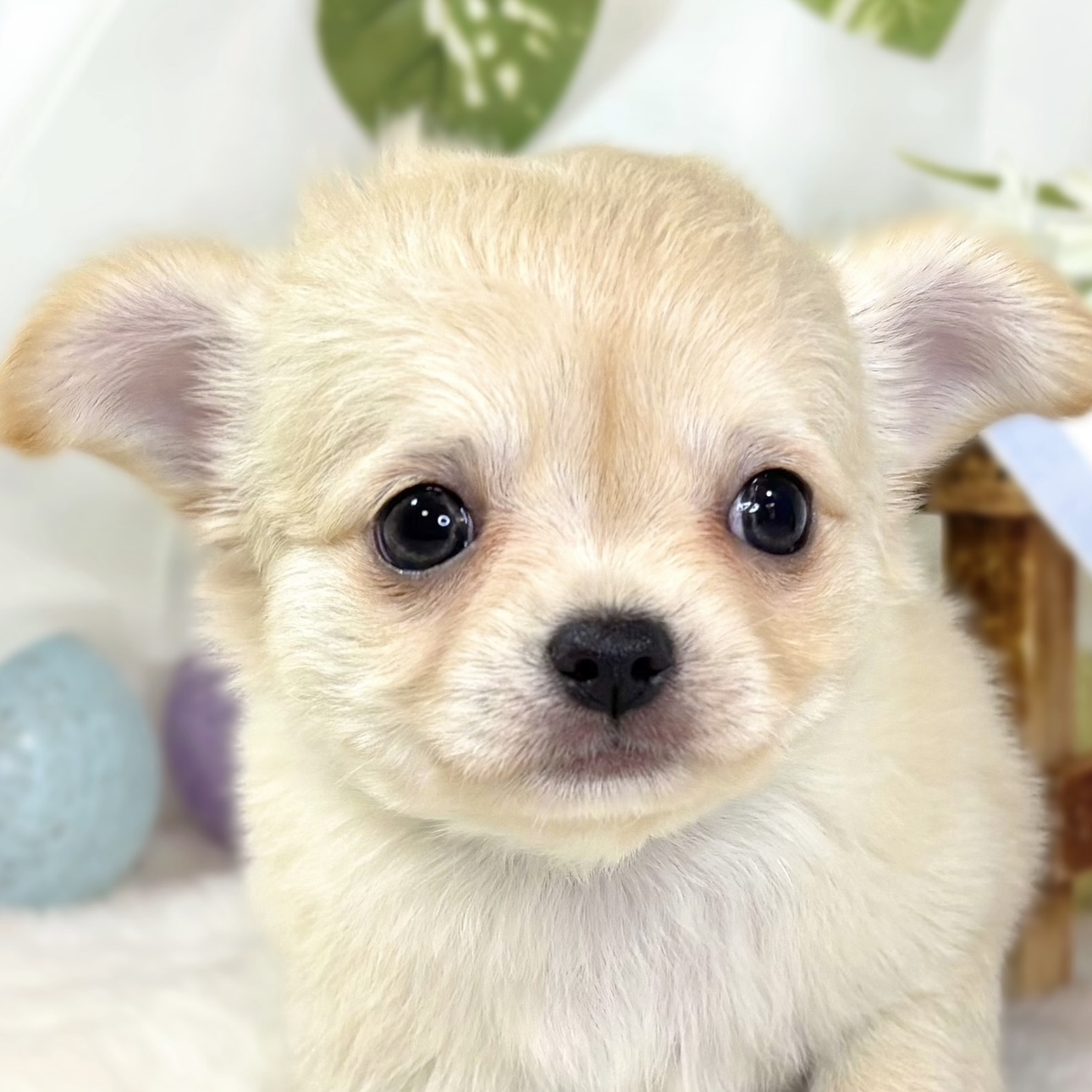 チワワ（ロング）女の子の写真