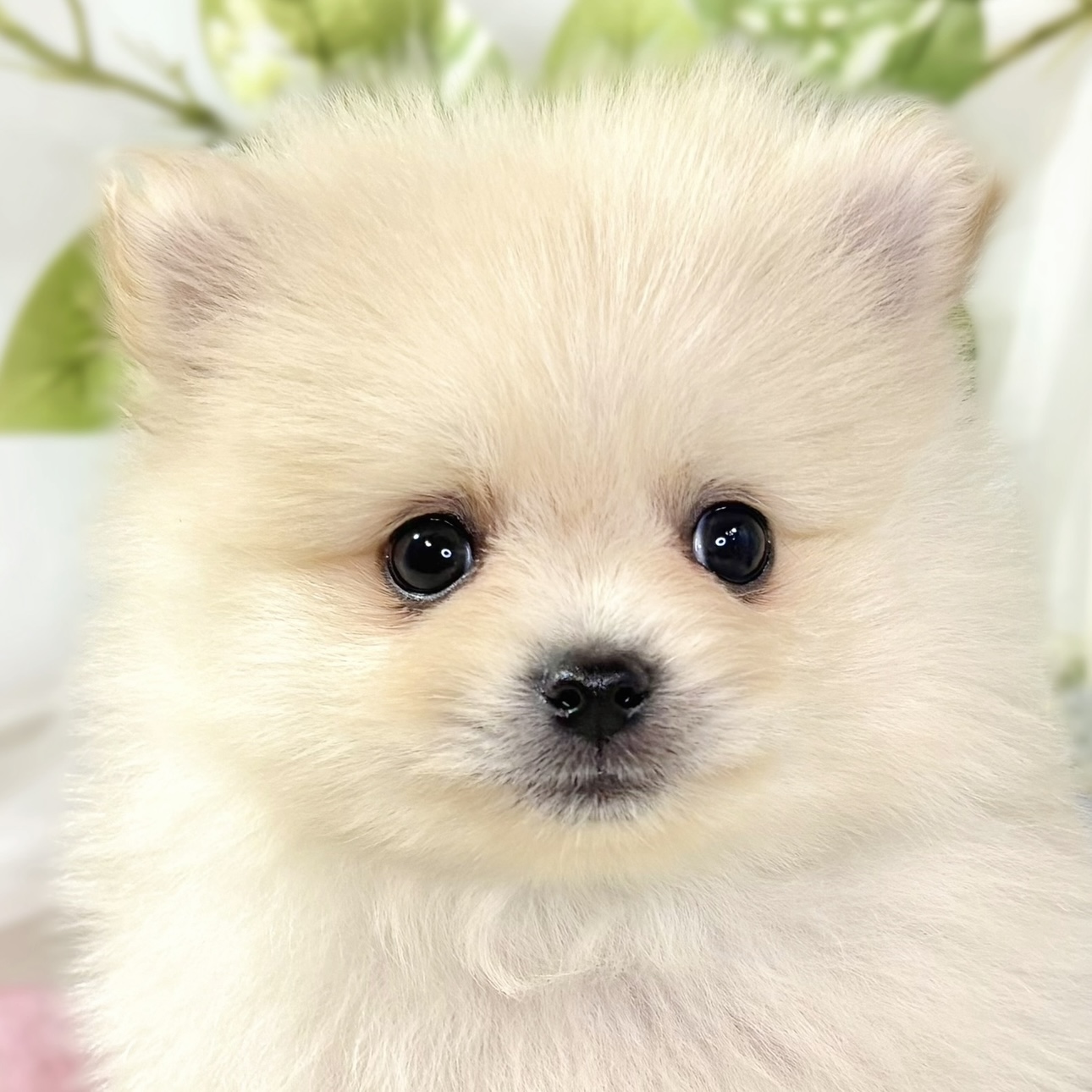 ポメラニアン男の子の写真