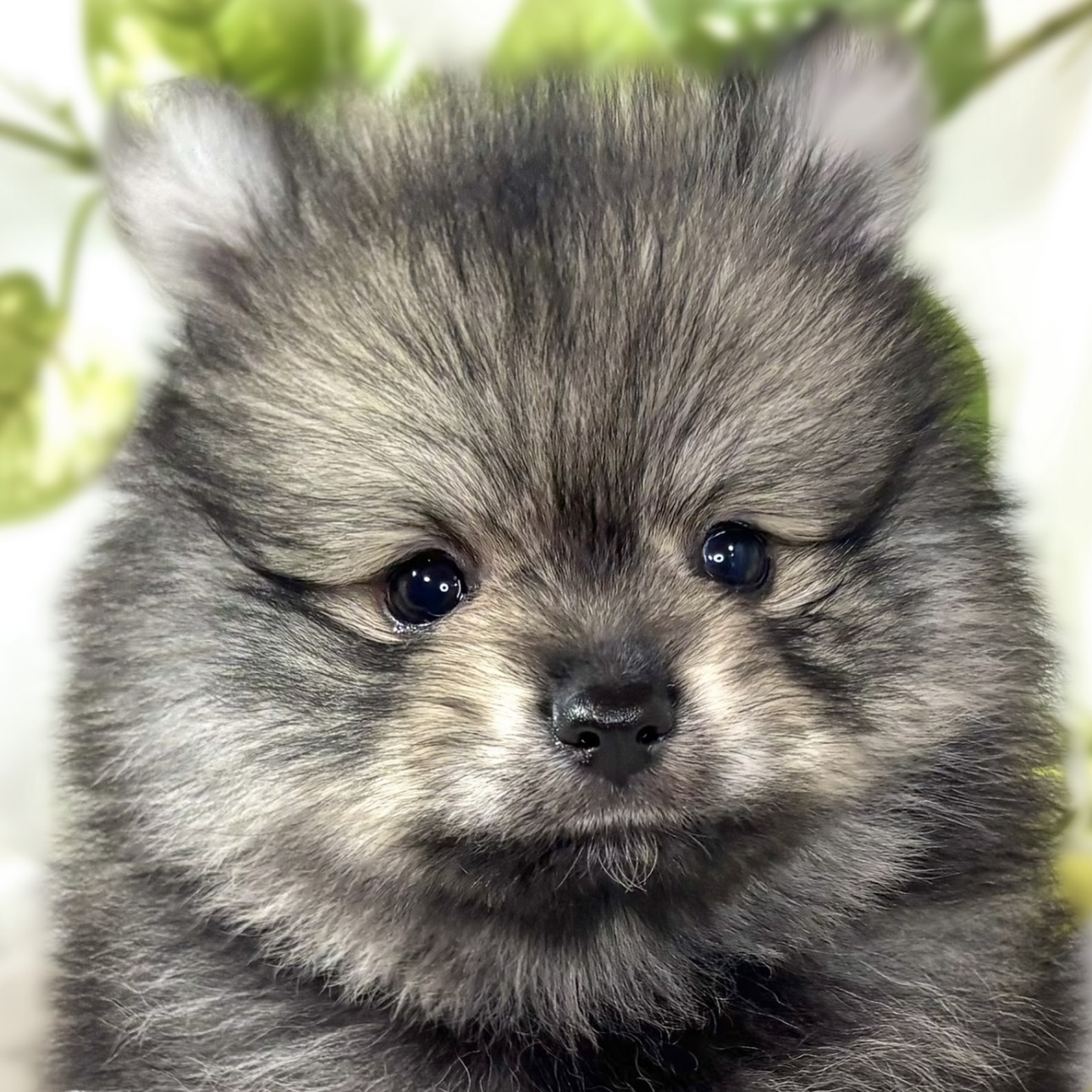 ポメラニアン男の子の写真