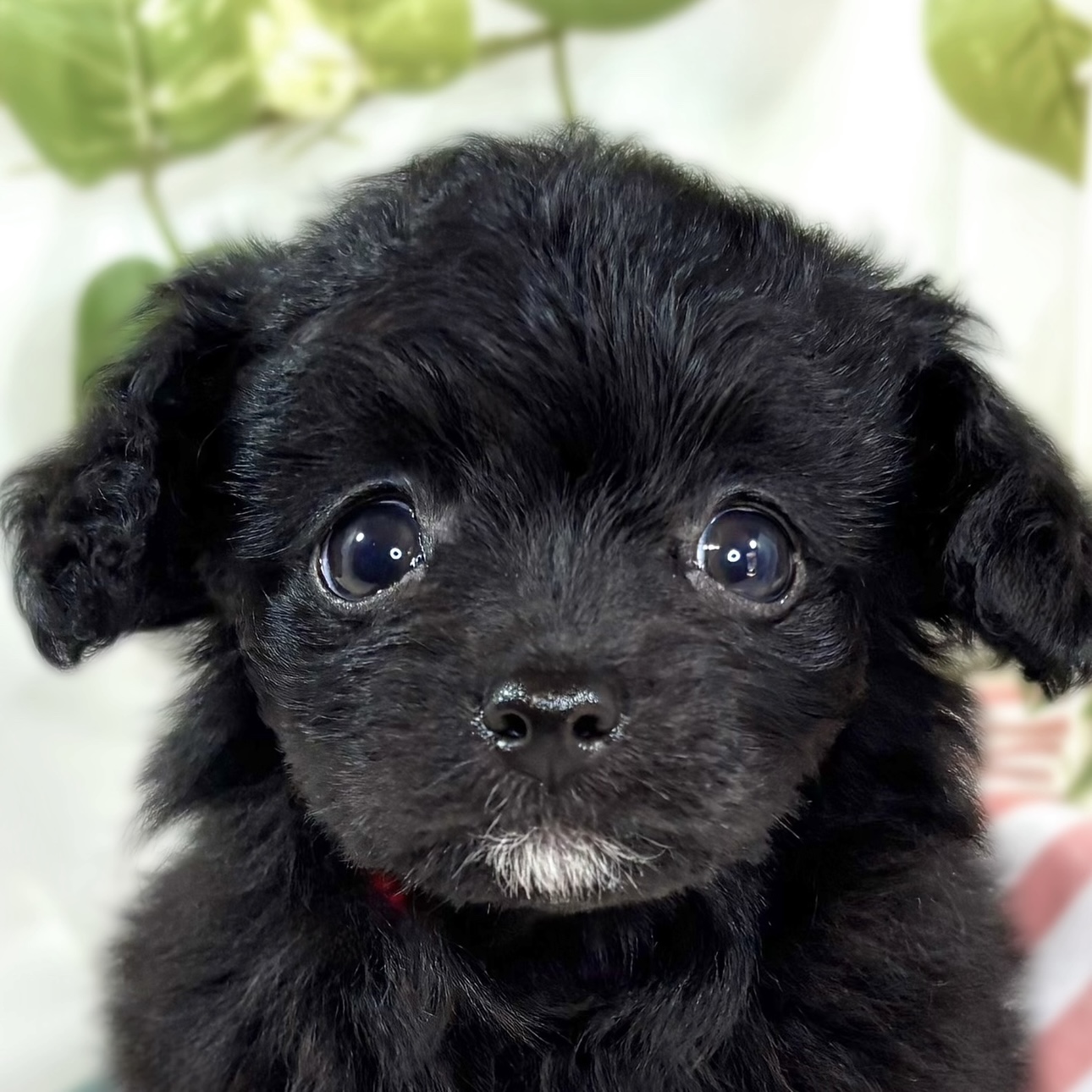 ハーフ犬女の子の写真
