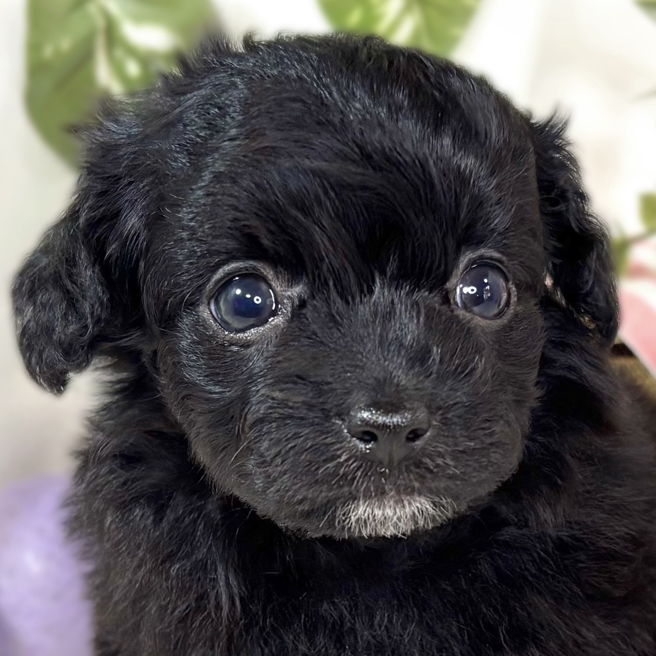 ハーフ犬女の子の写真