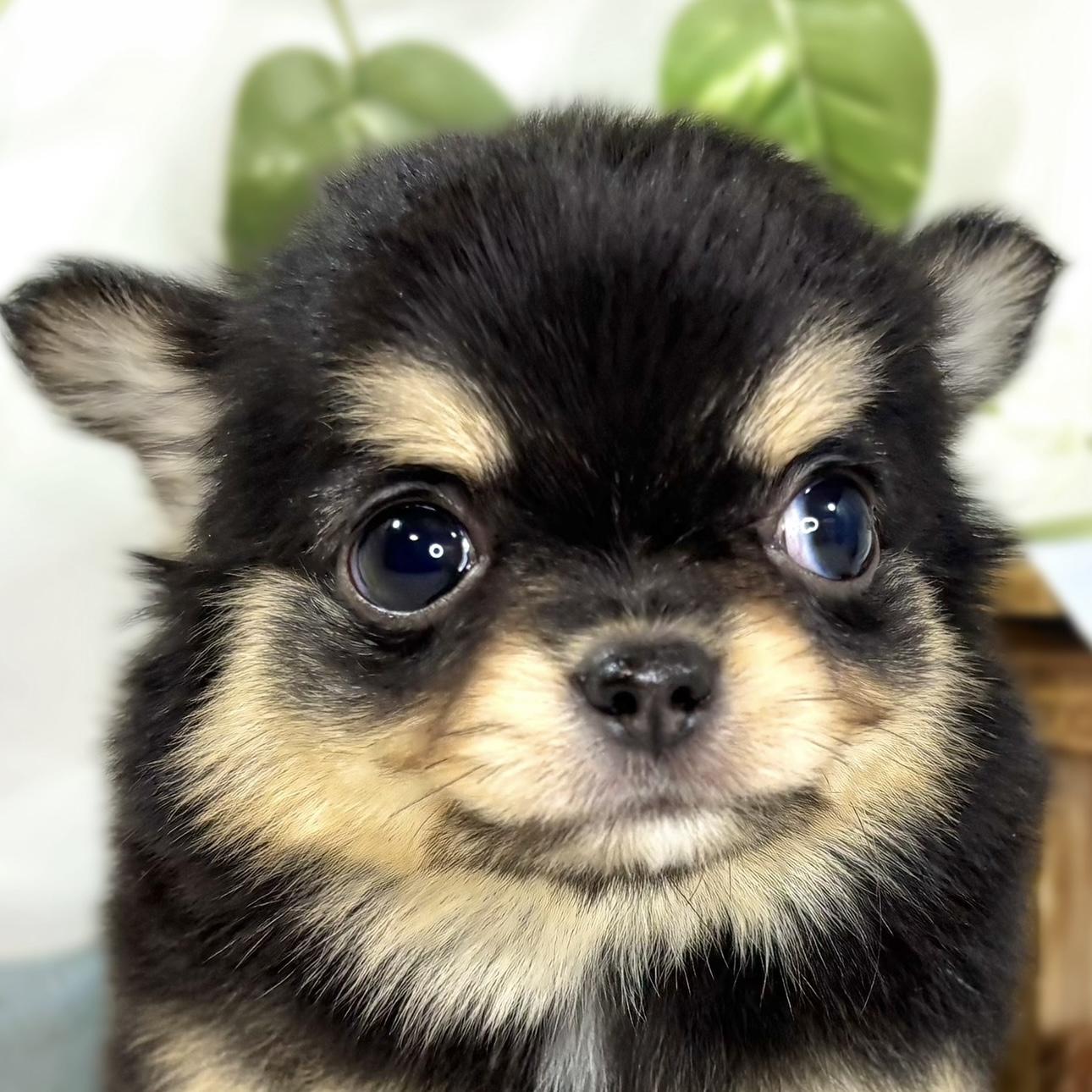 チワワ（ロング）男の子の写真