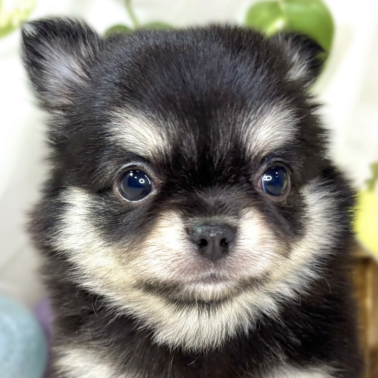 チワワ（ロング）女の子の写真