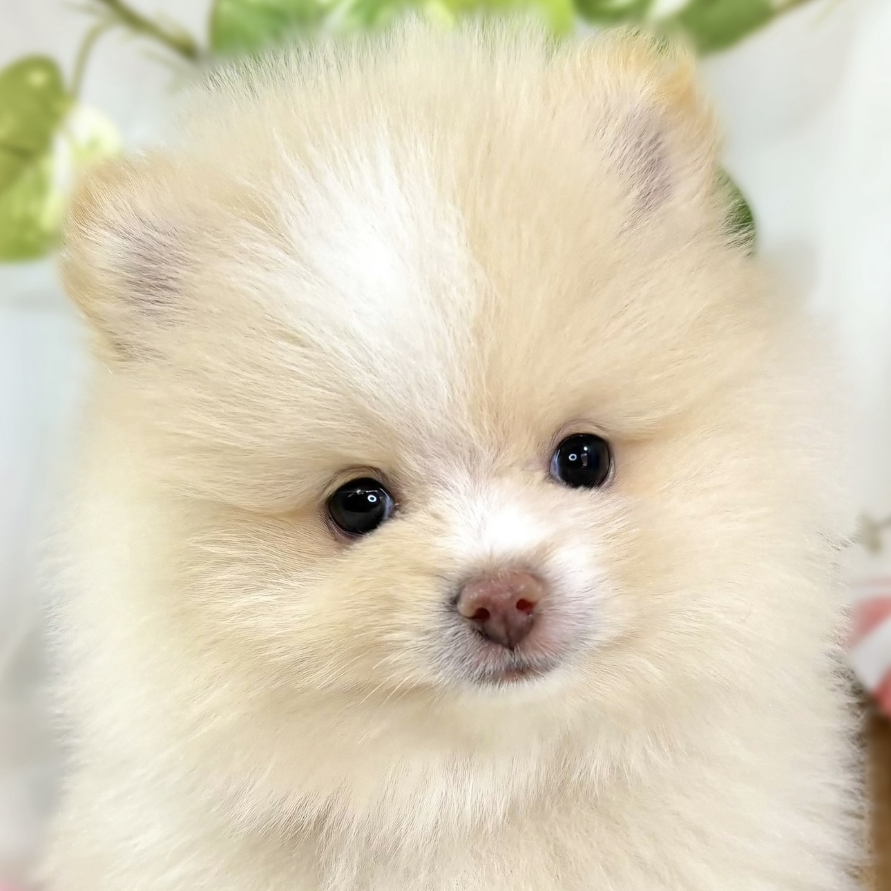 ポメラニアン女の子の写真