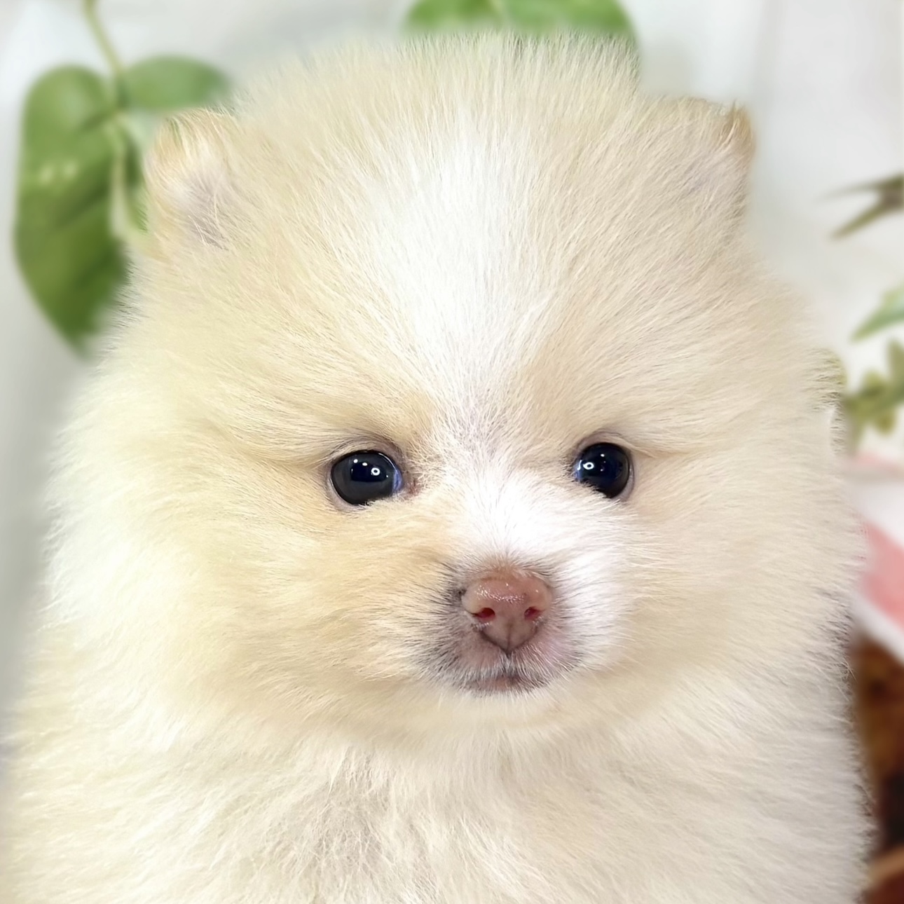 ポメラニアン女の子の写真