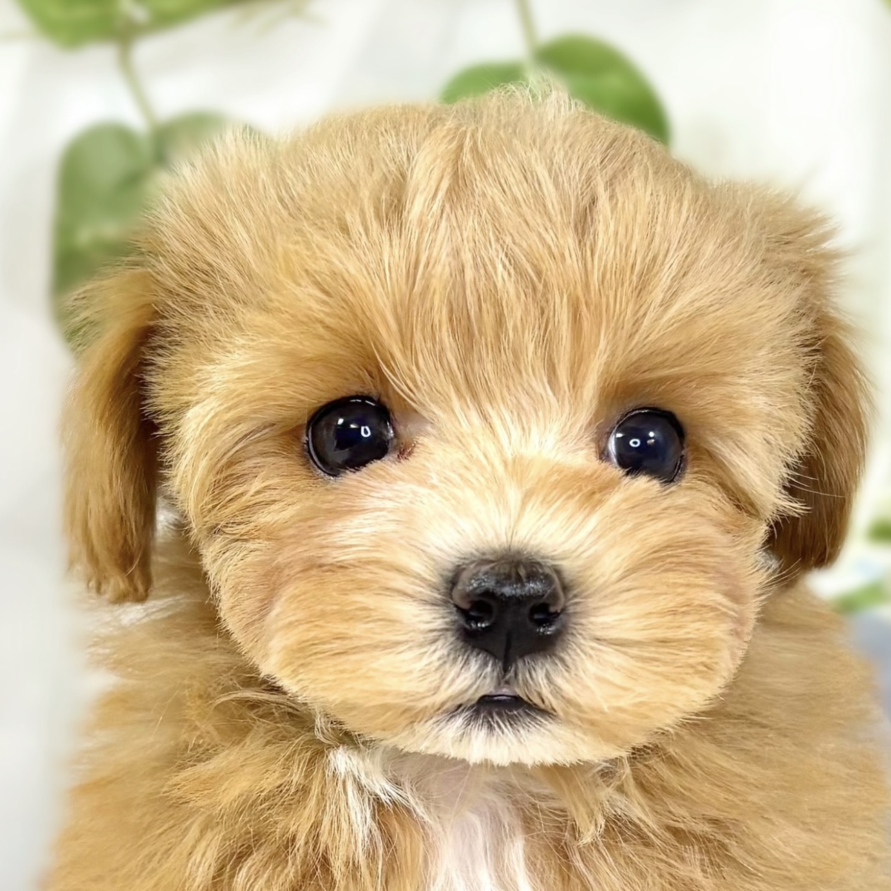 ハーフ犬男の子の写真