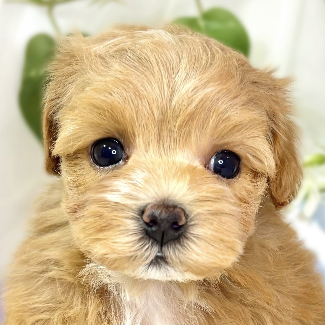 ハーフ犬男の子の写真