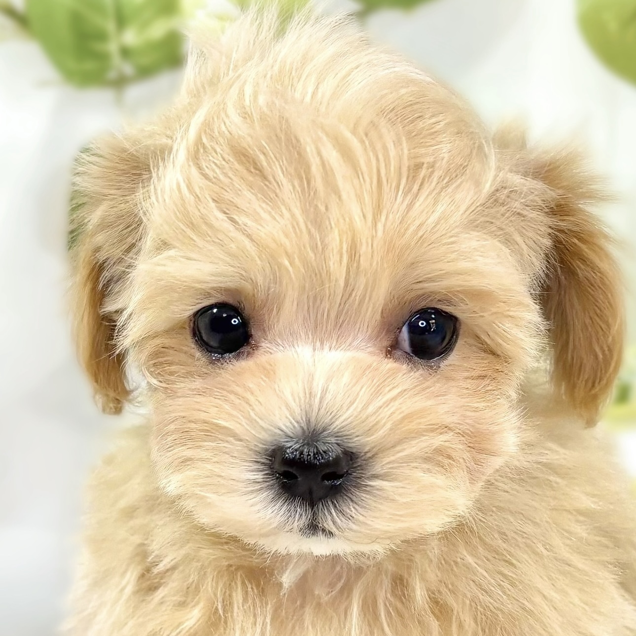 ハーフ犬男の子の写真