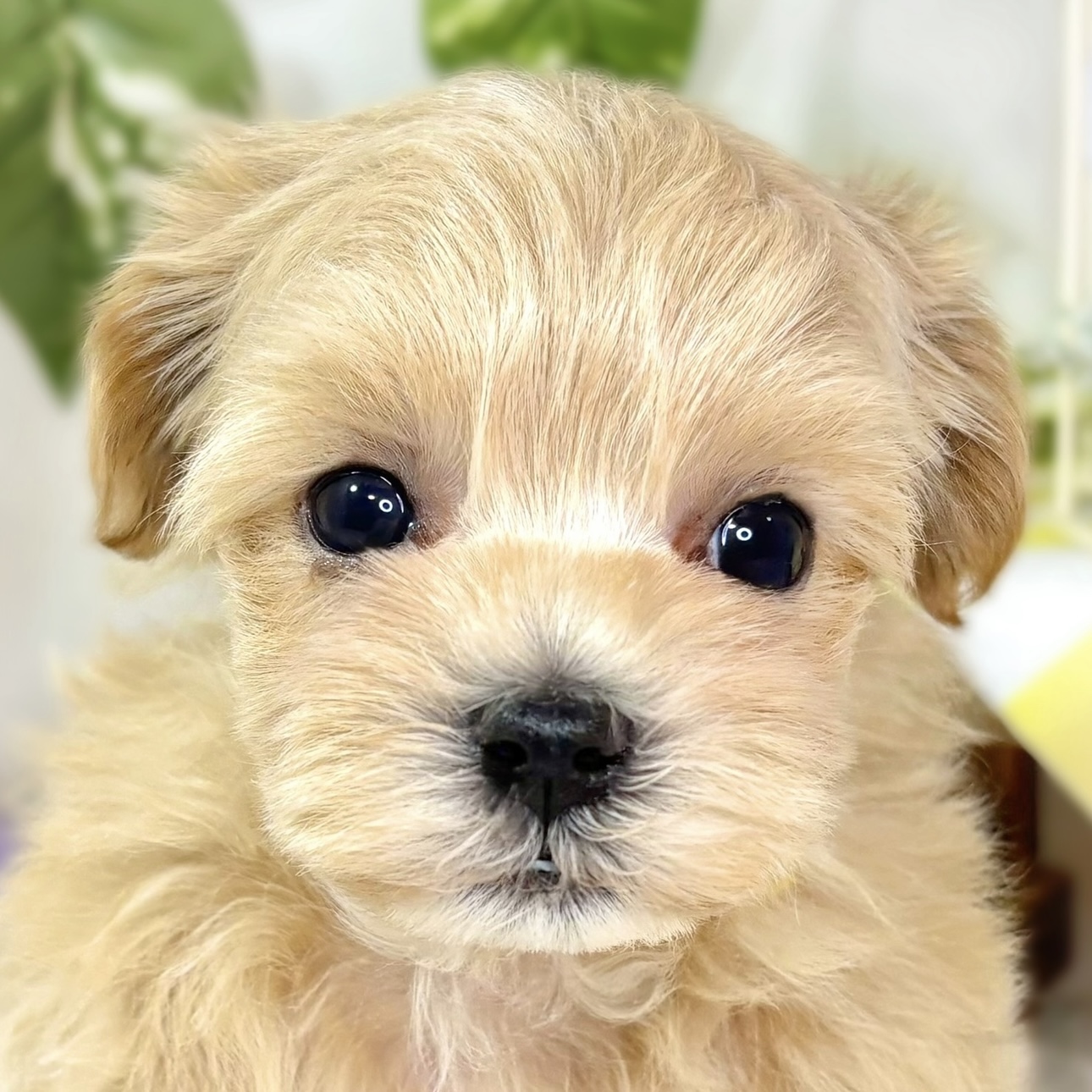 ハーフ犬男の子の写真