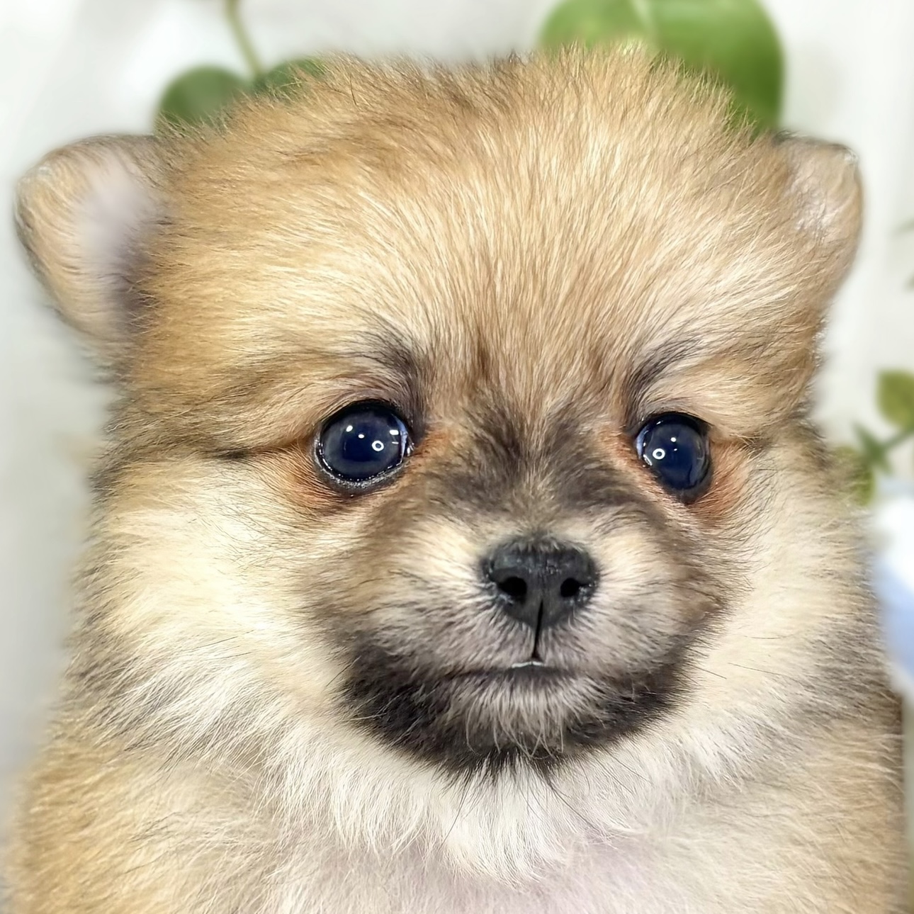 ハーフ犬女の子の写真