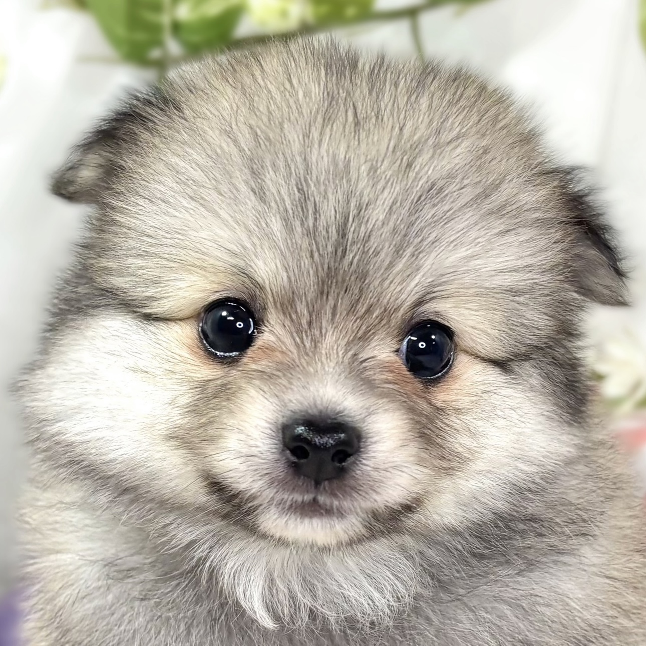 ハーフ犬男の子の写真