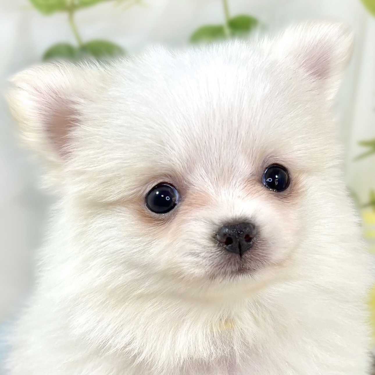 ハーフ犬女の子の写真