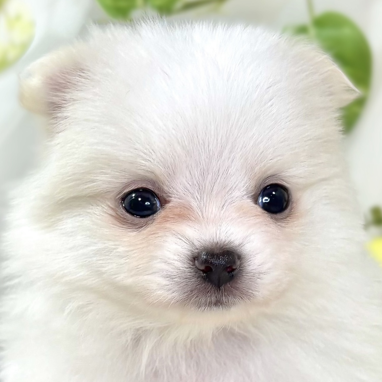 ハーフ犬女の子の写真