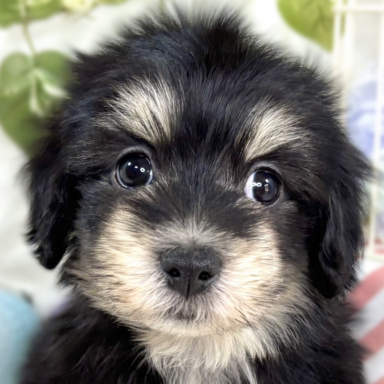 ハーフ犬男の子の写真