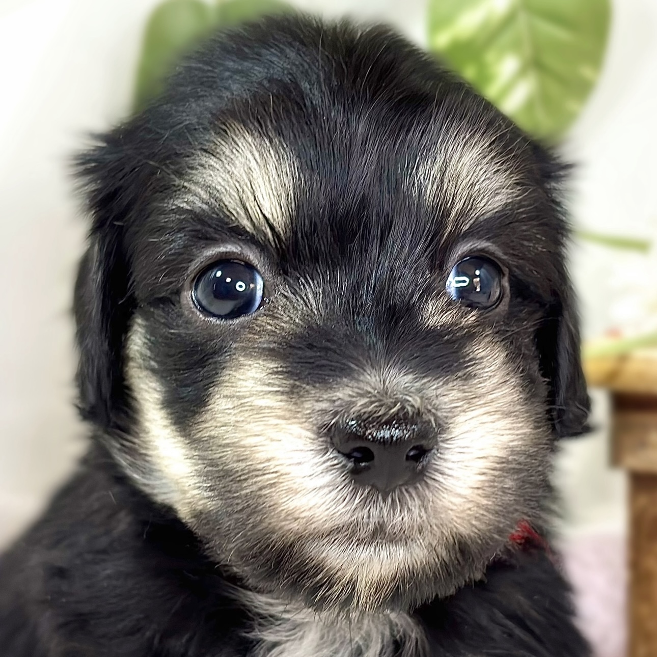 ハーフ犬男の子の写真