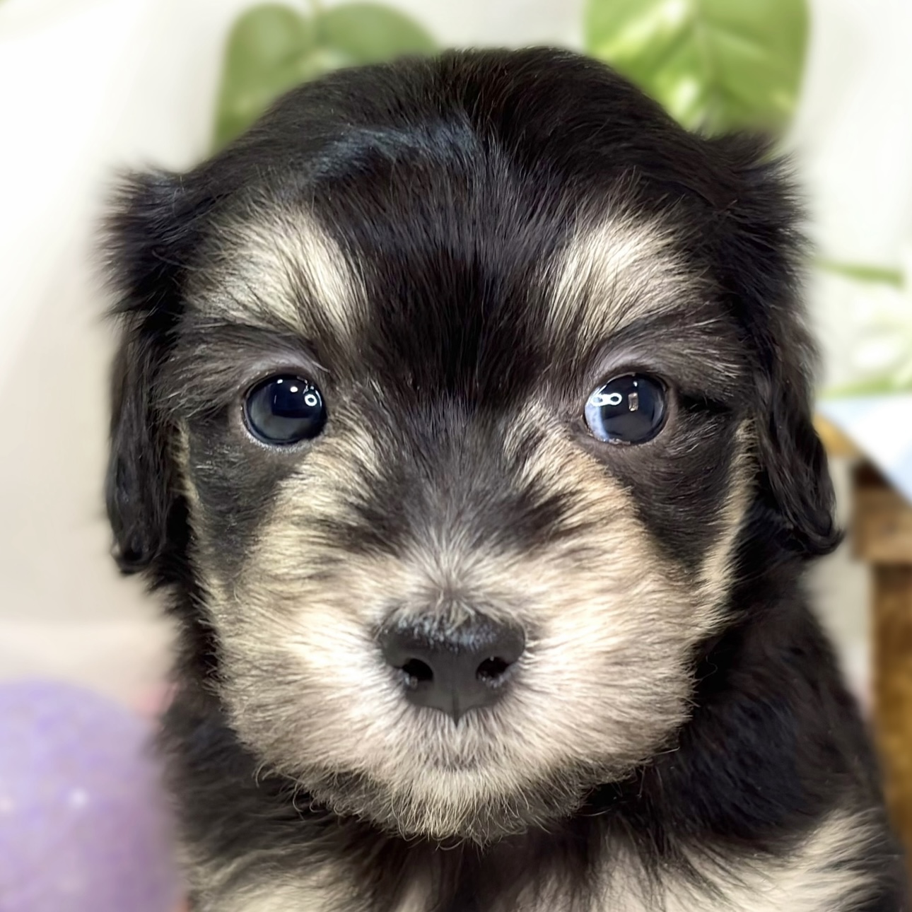 ハーフ犬男の子の写真