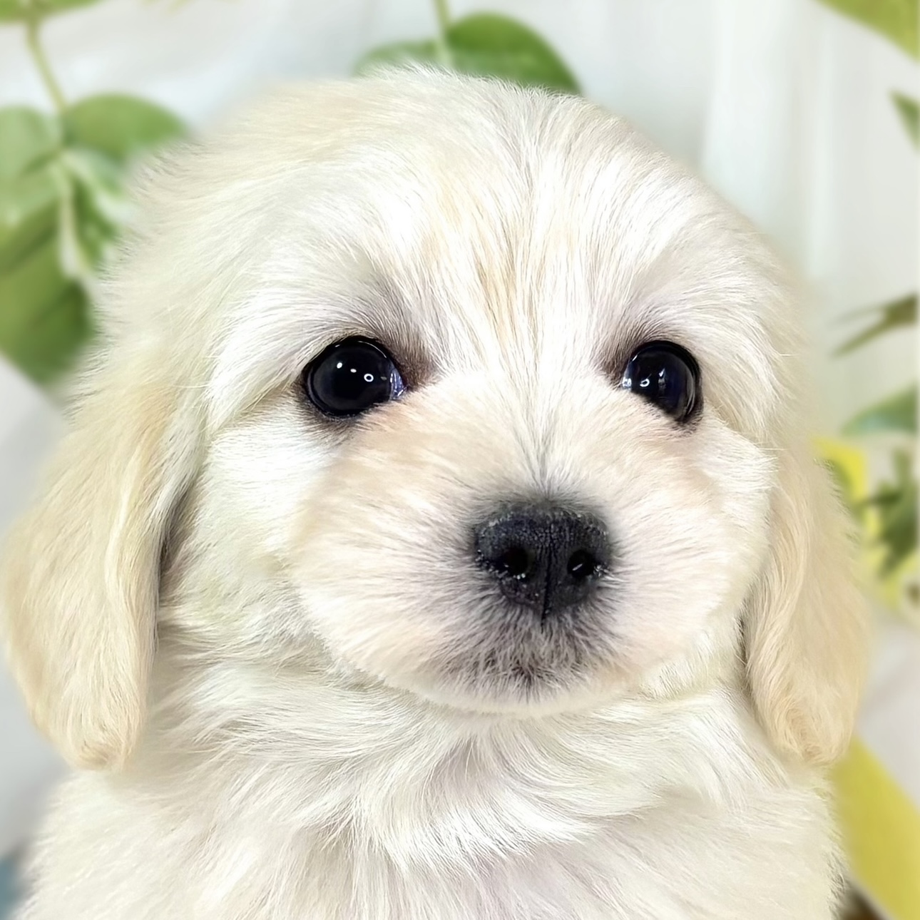 ハーフ犬女の子の写真