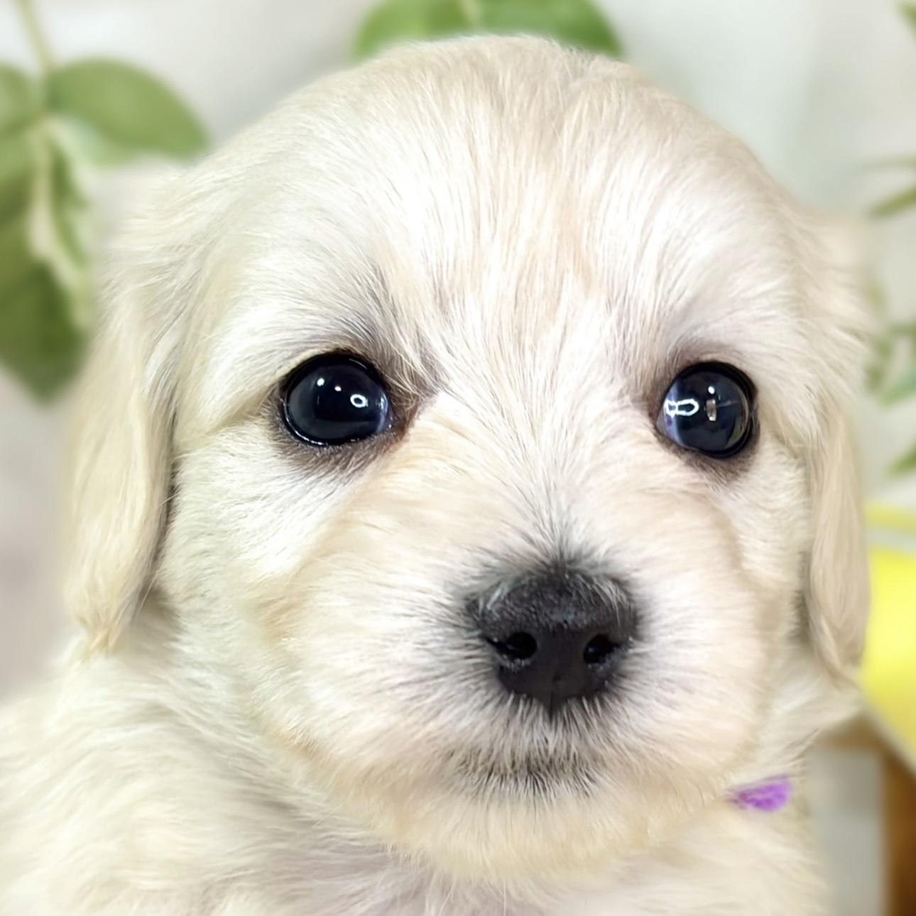 ハーフ犬女の子の写真