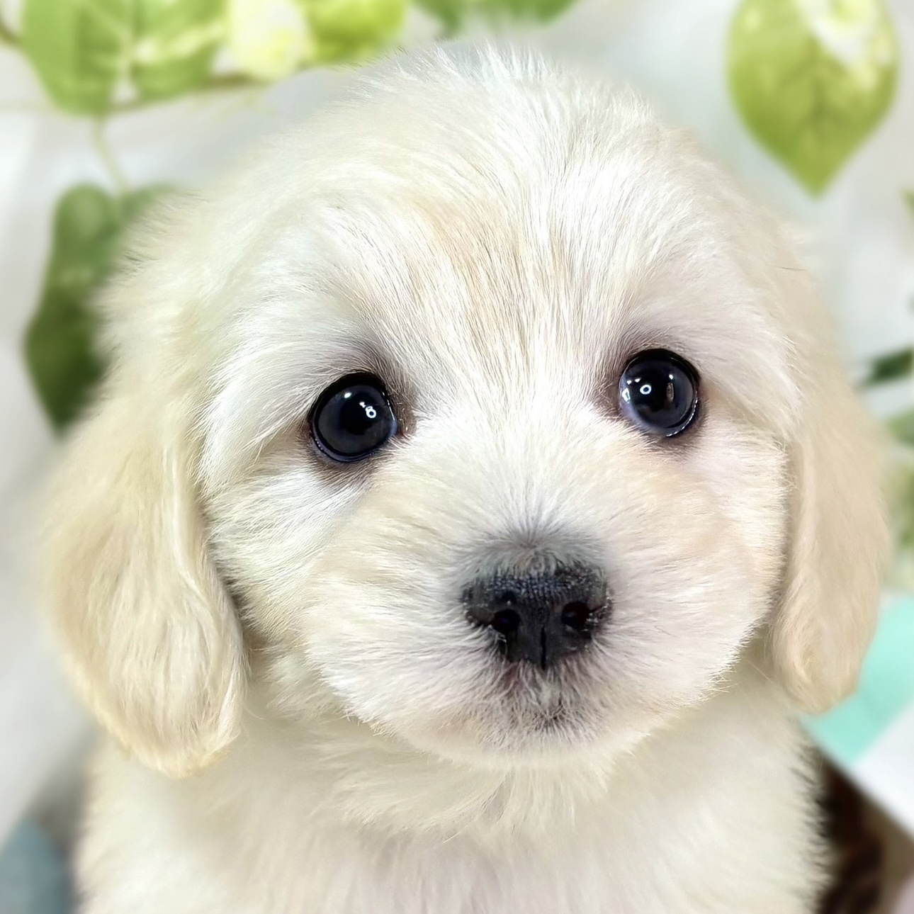 ハーフ犬女の子の写真