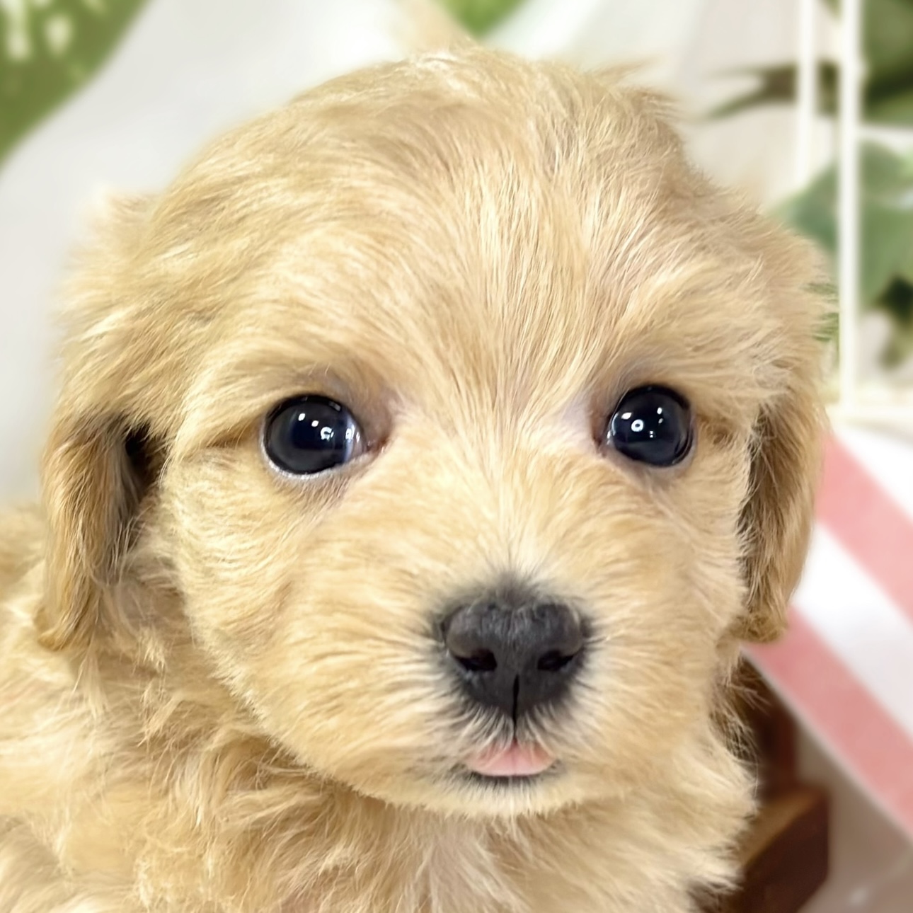 ハーフ犬女の子の写真