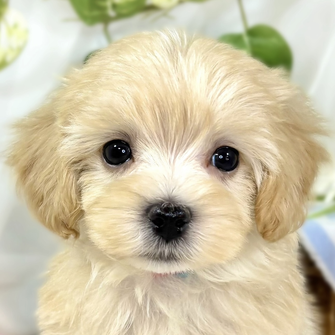 ハーフ犬男の子の写真