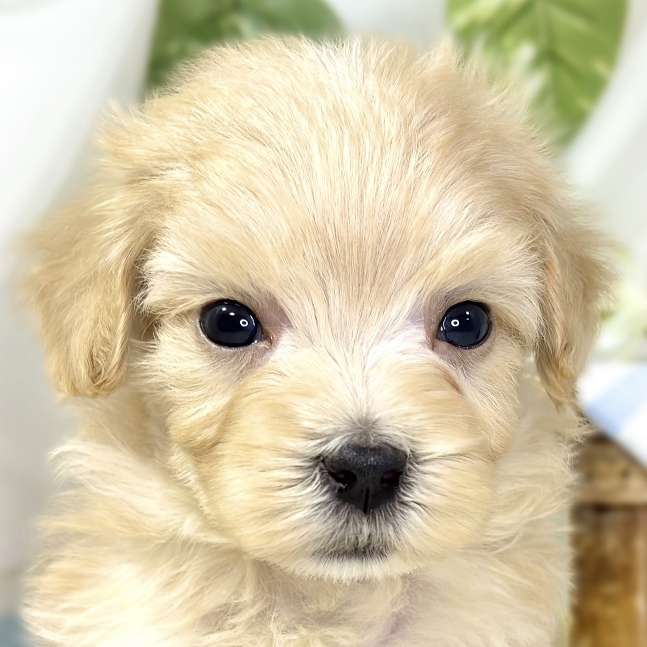 ハーフ犬男の子の写真