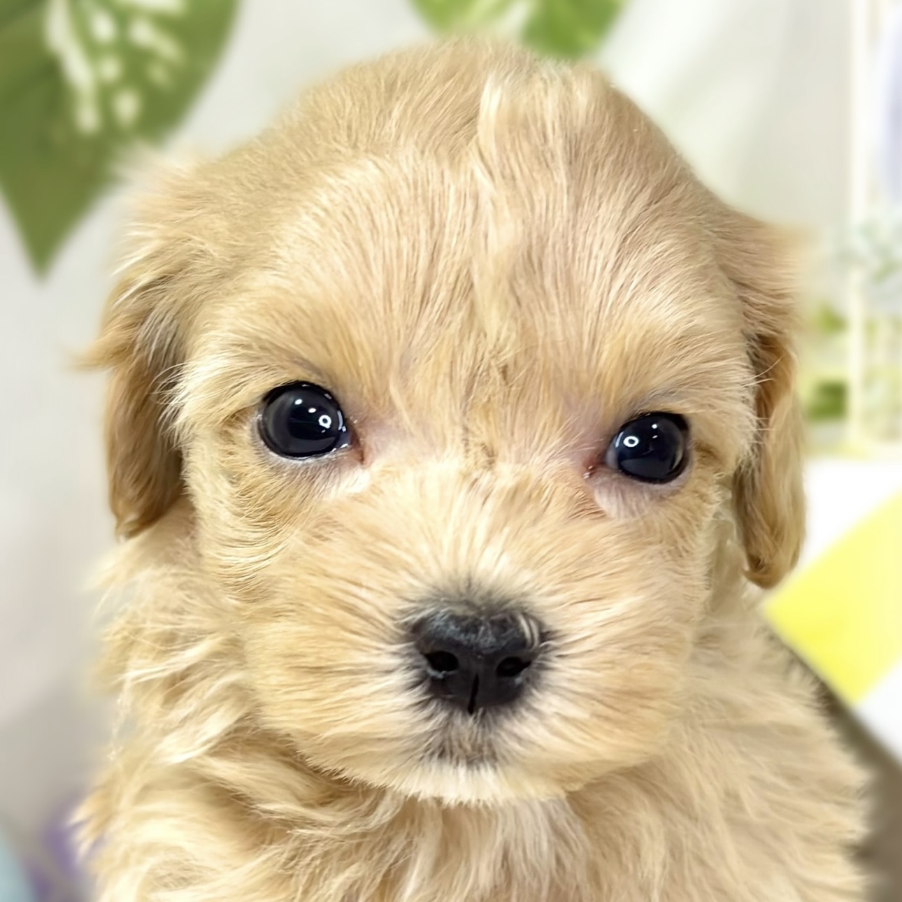 ハーフ犬男の子の写真