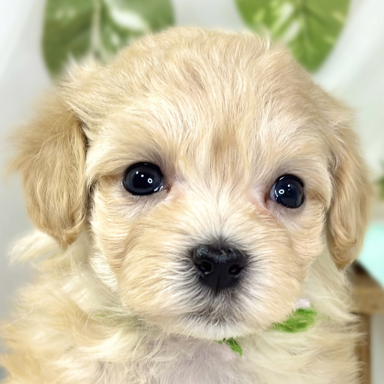 ハーフ犬女の子の写真