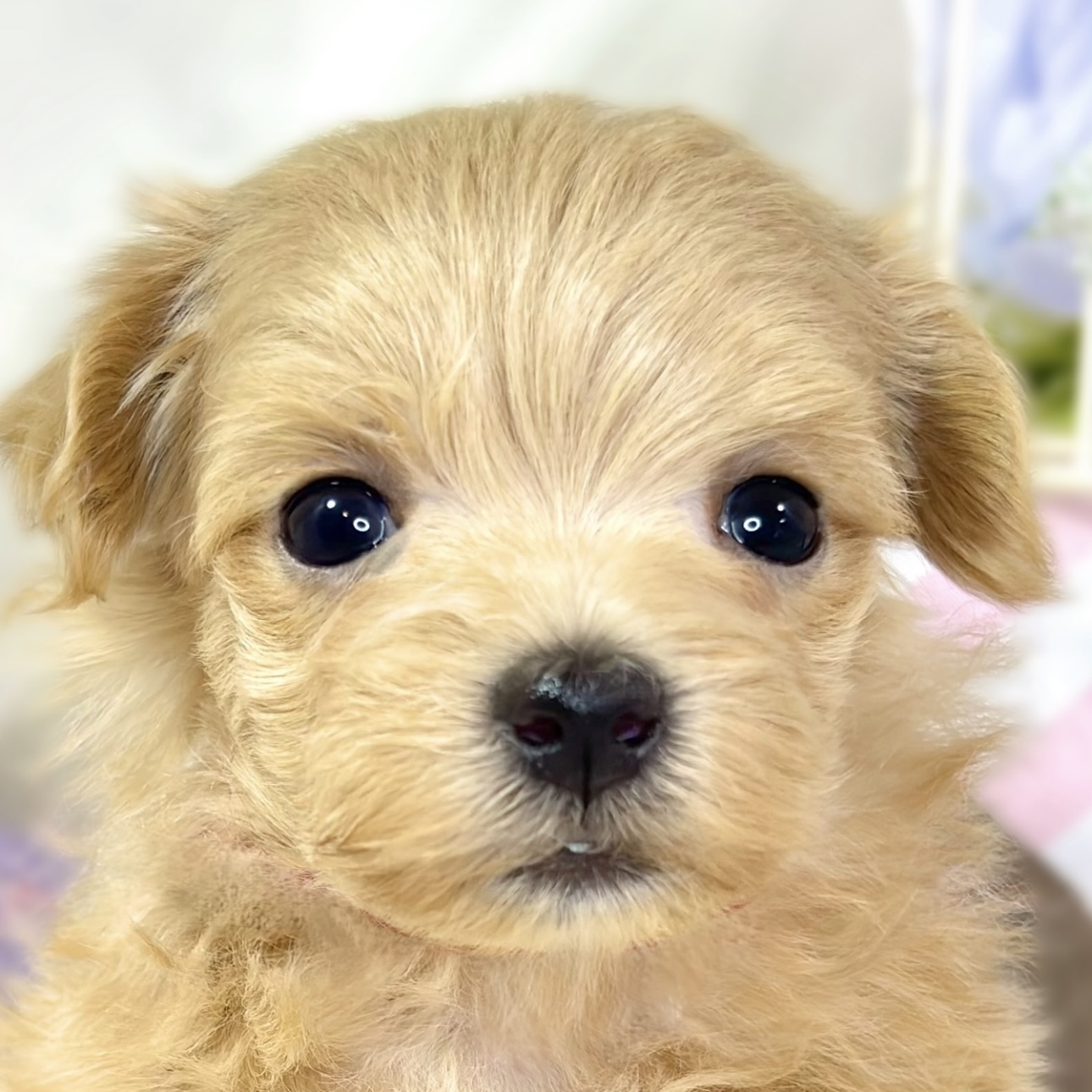 ハーフ犬男の子の写真