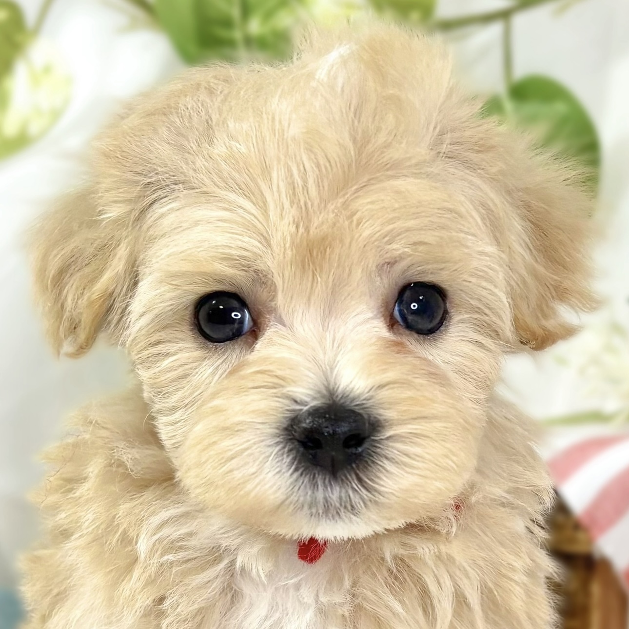 ハーフ犬男の子の写真