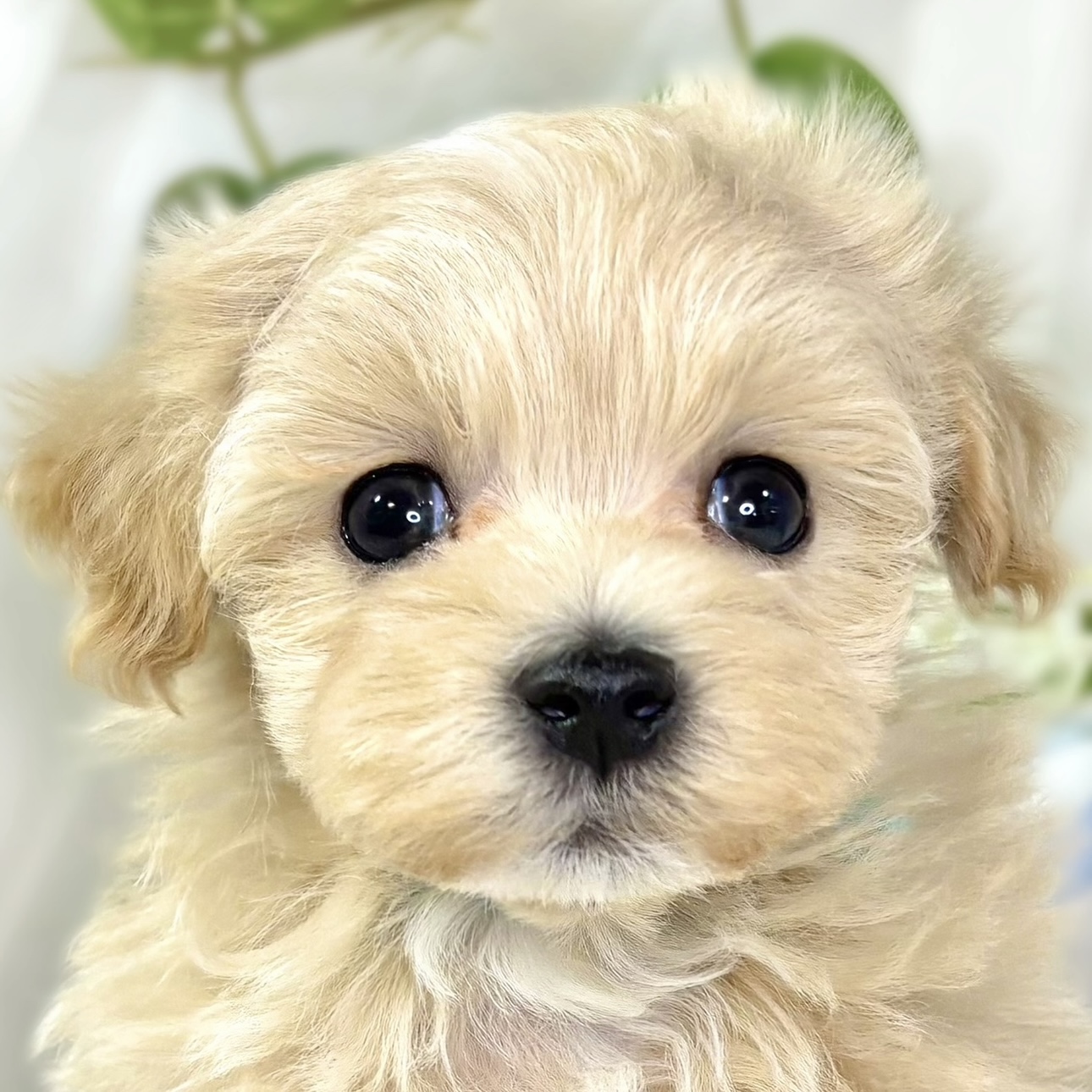 ハーフ犬男の子の写真