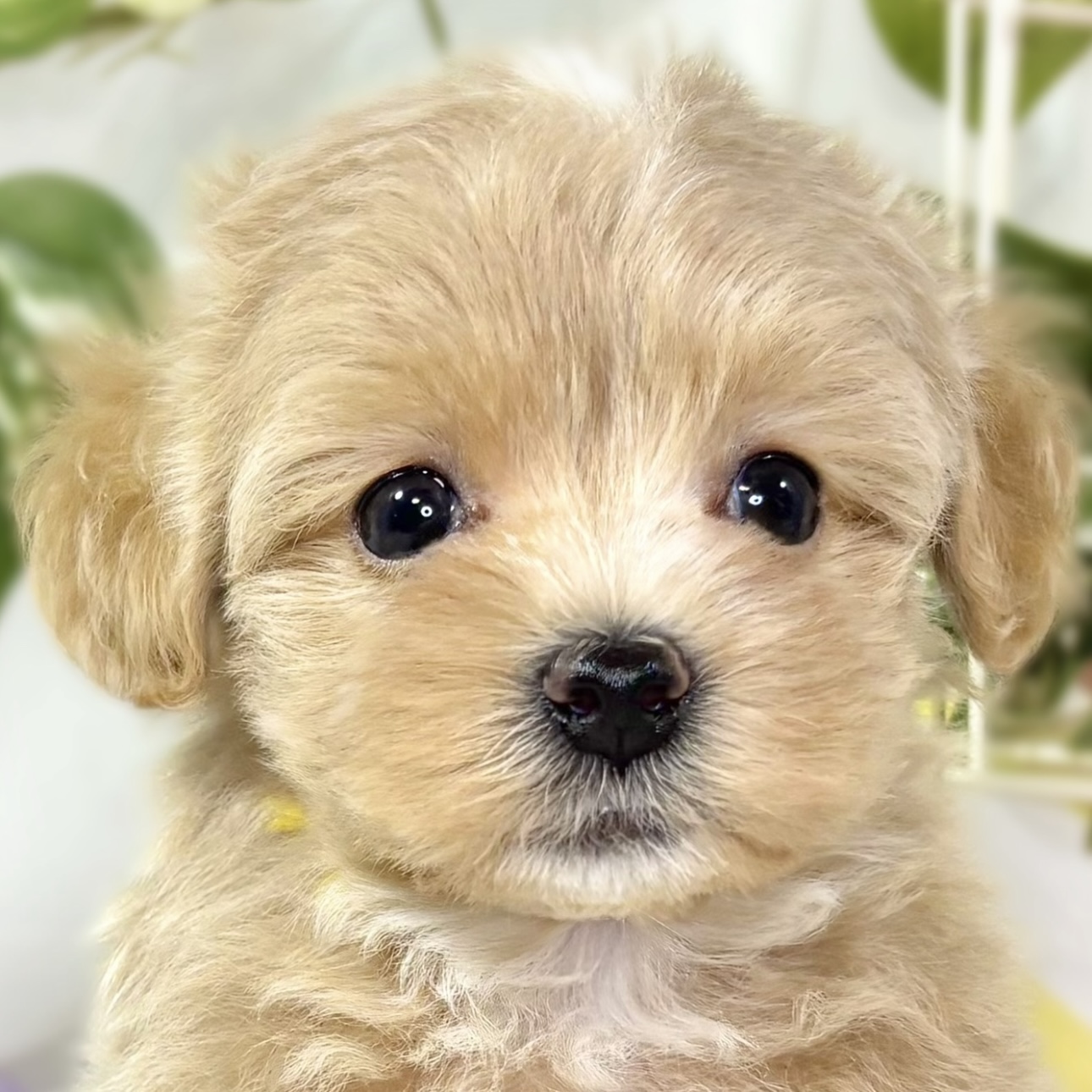 ハーフ犬女の子の写真