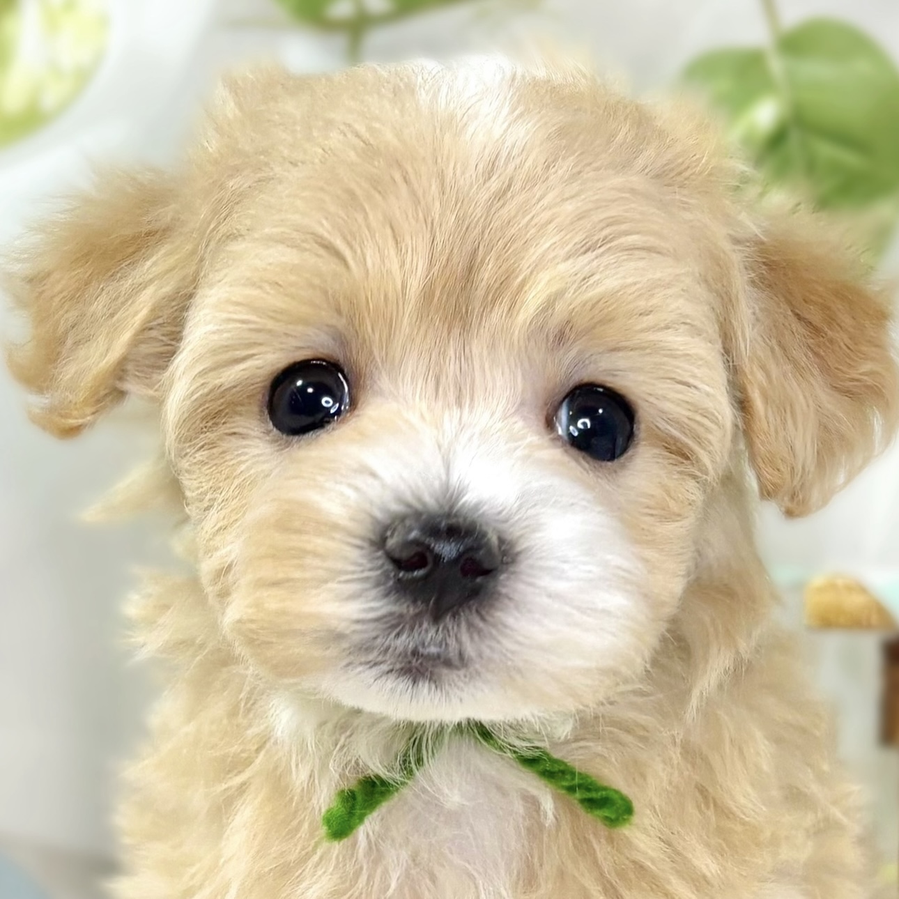 ハーフ犬女の子の写真