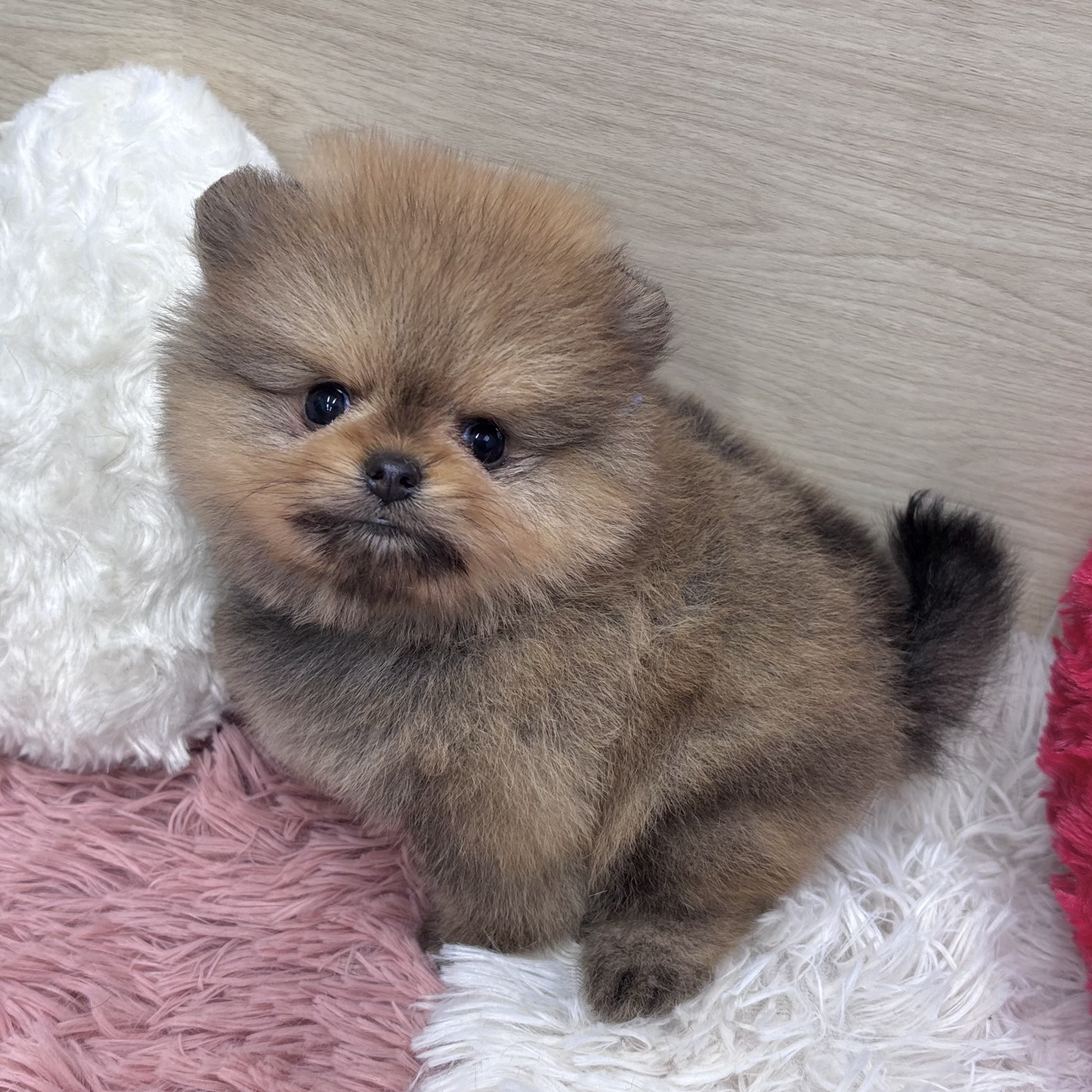 ポメラニアン男の子の写真