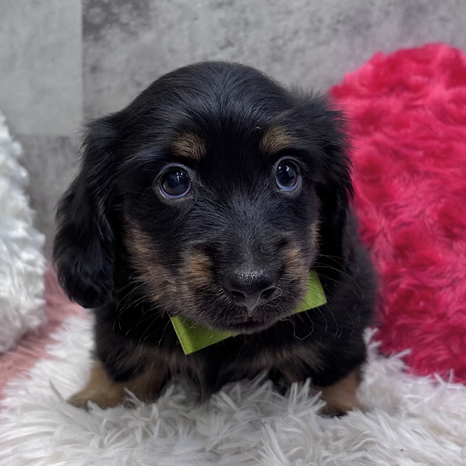 ミニチュアダックス男の子の写真