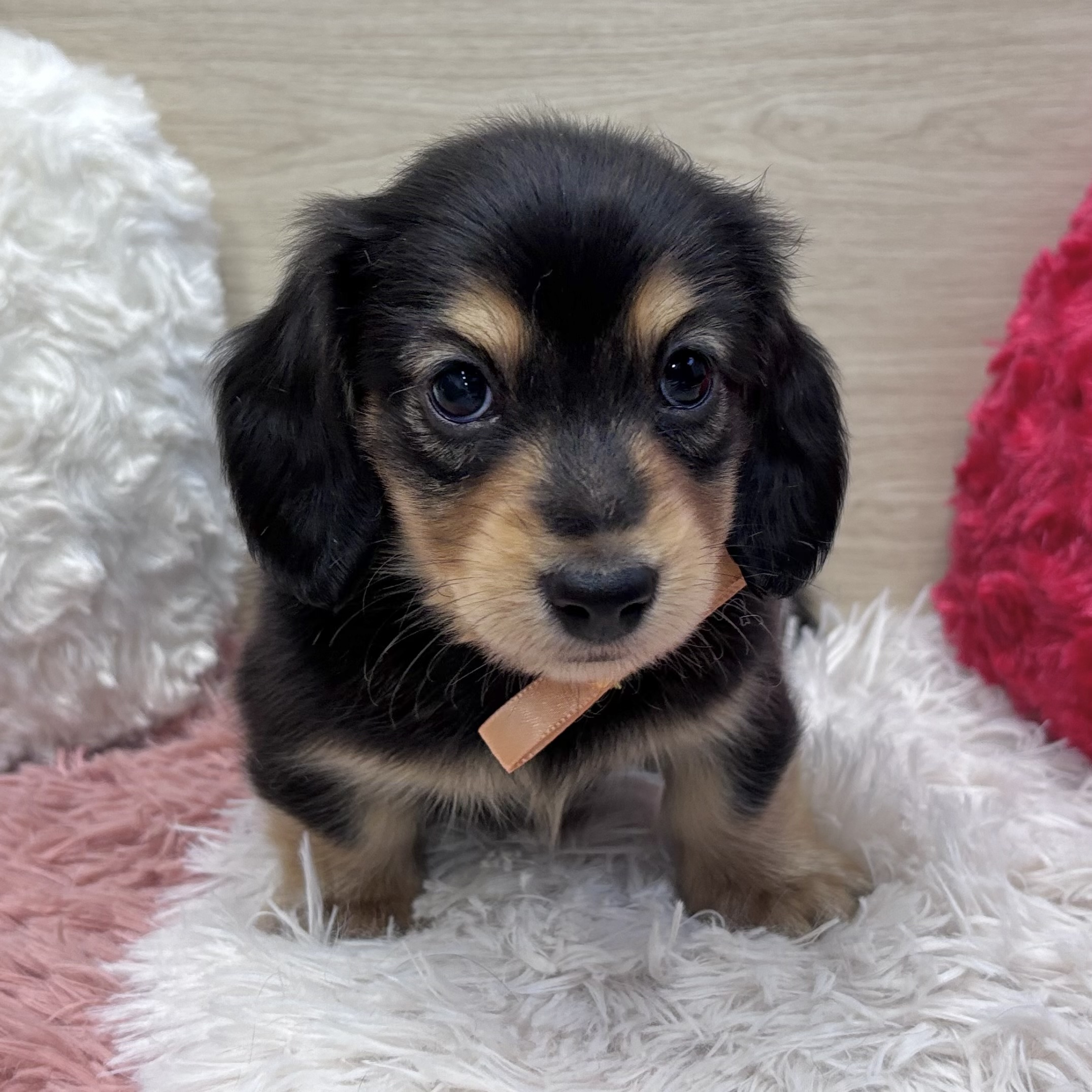 ミニチュアダックス男の子の写真