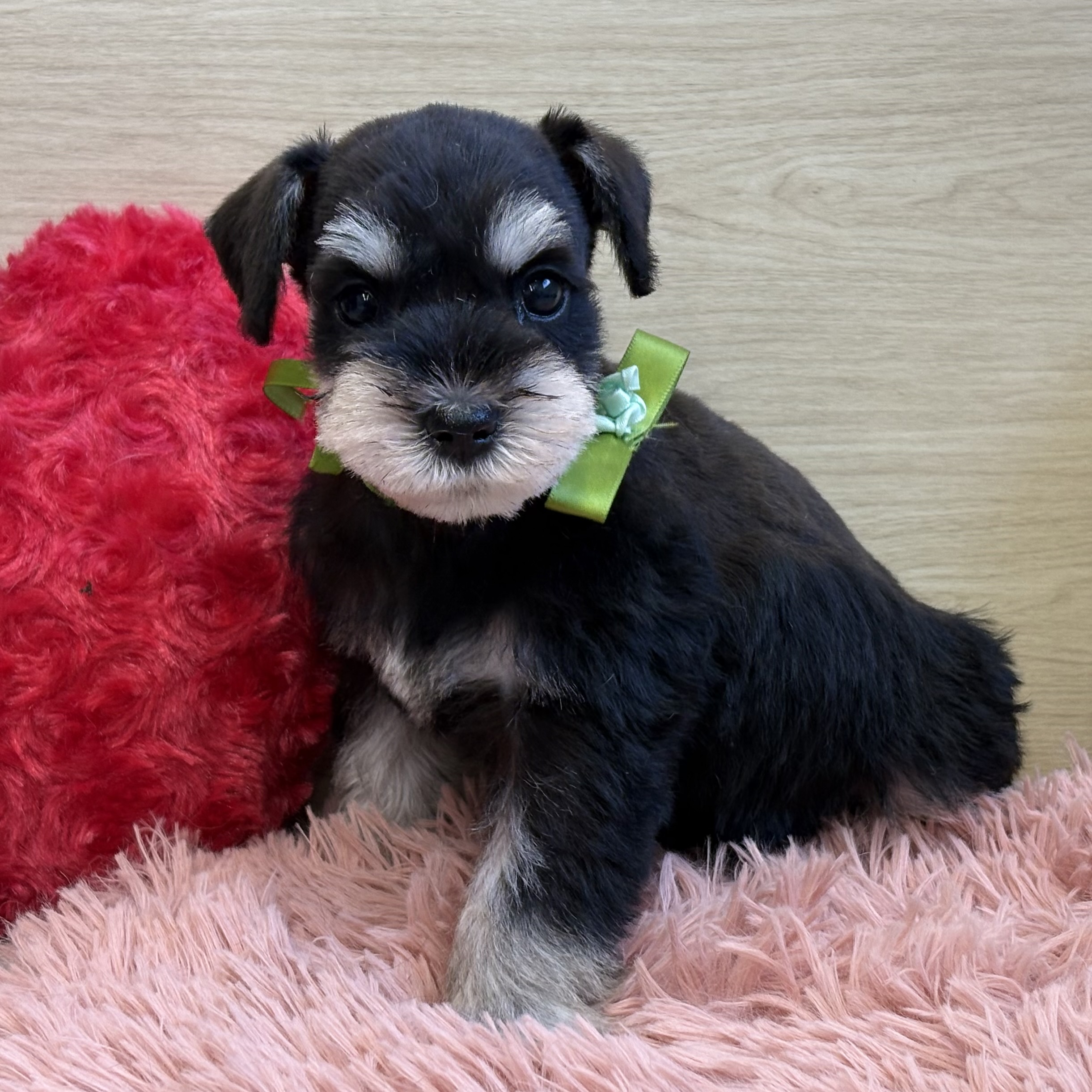 ミニチュアシュナウザー女の子の写真